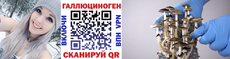 Псилоцибиновые грибы Cubensis  Купить  Пятигорск 
